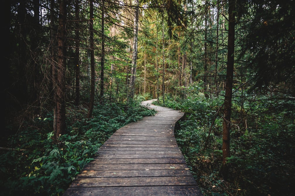 Wooden Path in the Forest